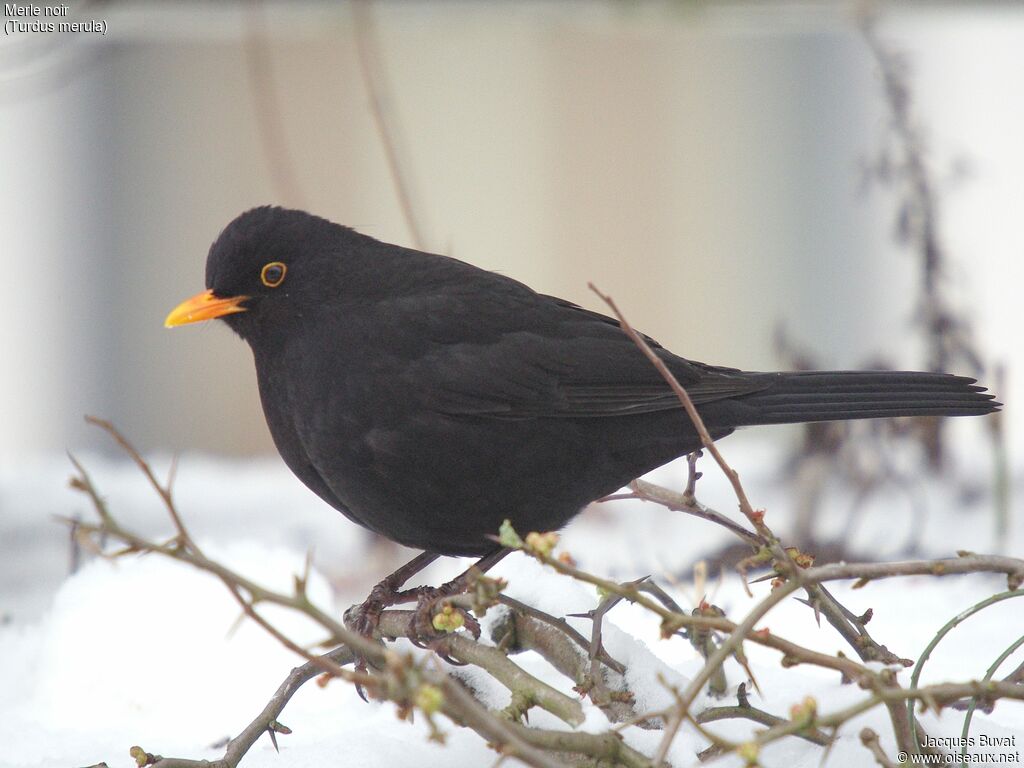 Common Blackbird male adult, identification, close-up portrait, aspect, pigmentation