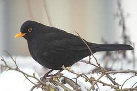 Common Blackbird