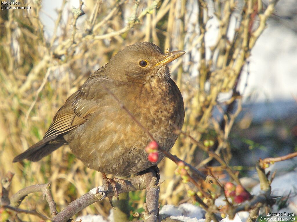 Common Blackbird female adult, identification, close-up portrait, aspect, pigmentation