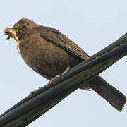 Common Blackbird