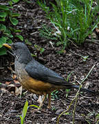 Olive Thrush