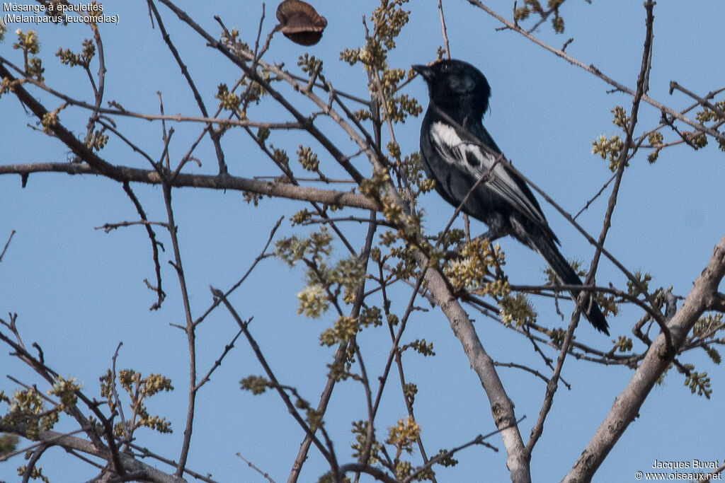 White-winged Black Tit male adult