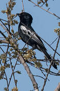 White-winged Black Tit