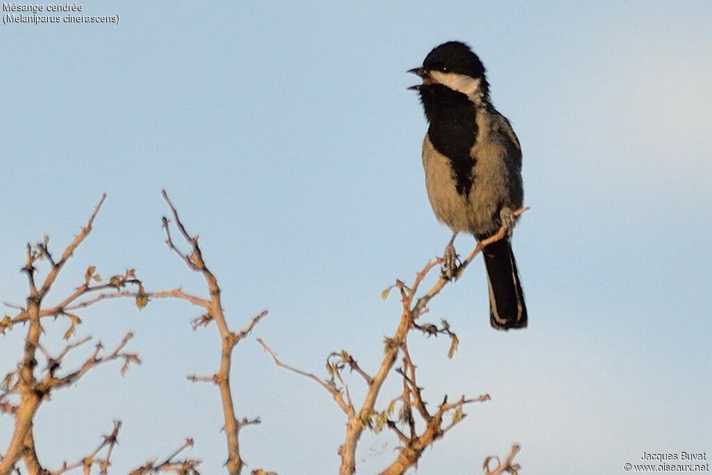 Mésange cendréeadulte