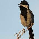 Mésange cendrée