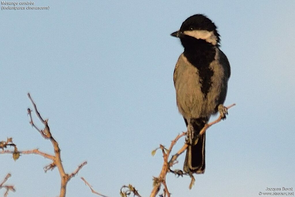 Mésange cendréeadulte