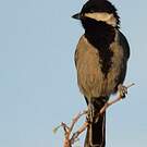 Mésange cendrée