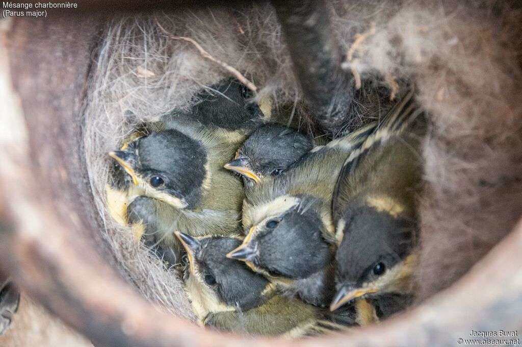 Great Tit, habitat, aspect, pigmentation, Reproduction-nesting