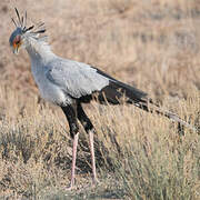 Secretarybird