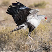 Secretarybird