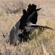 Secretarybird