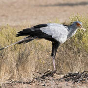 Secretarybird