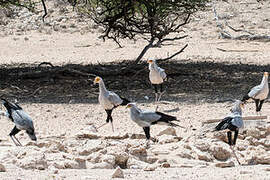 Secretarybird