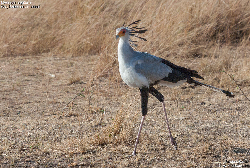 Secretarybirdadult breeding, identification, aspect, pigmentation, fishing/hunting