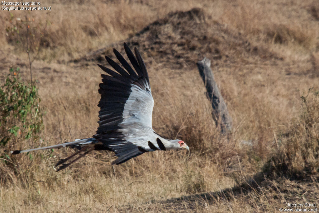 Secretarybirdadult breeding, aspect, pigmentation, Flight