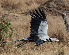 Secretarybird