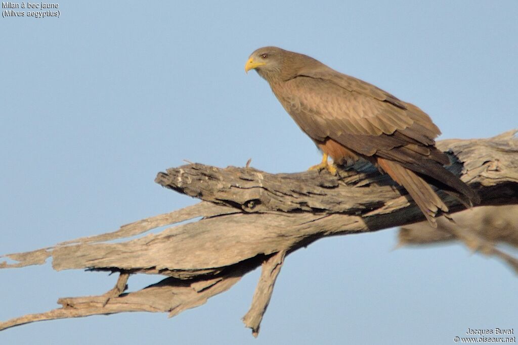 Yellow-billed Kiteadult