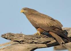 Yellow-billed Kite