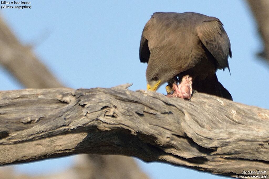 Yellow-billed Kiteadult, identification, feeding habits