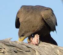 Yellow-billed Kite