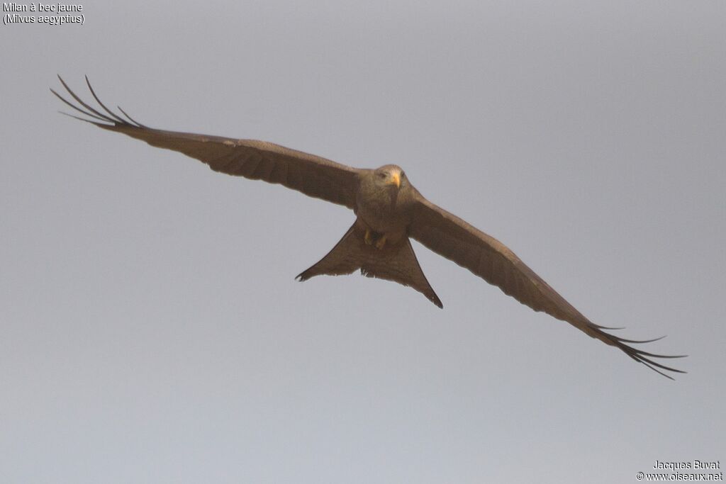 Yellow-billed Kiteadult, identification, Behaviour