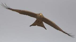 Yellow-billed Kite