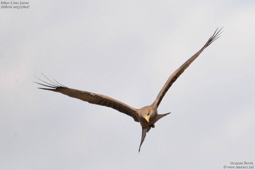 Yellow-billed Kiteadult