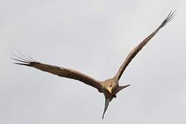 Yellow-billed Kite