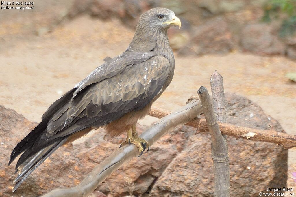 Yellow-billed Kiteadult