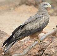 Yellow-billed Kite