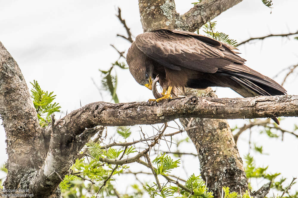 Yellow-billed Kiteadult, feeding habits, eats