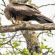 Yellow-billed Kite