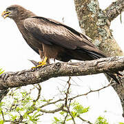 Yellow-billed Kite