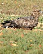 Black Kite