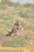 Black Kite