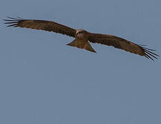 Black Kite