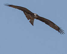 Black Kite