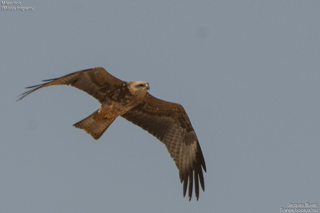 Black Kitejuvenile