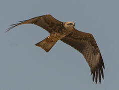 Black Kite