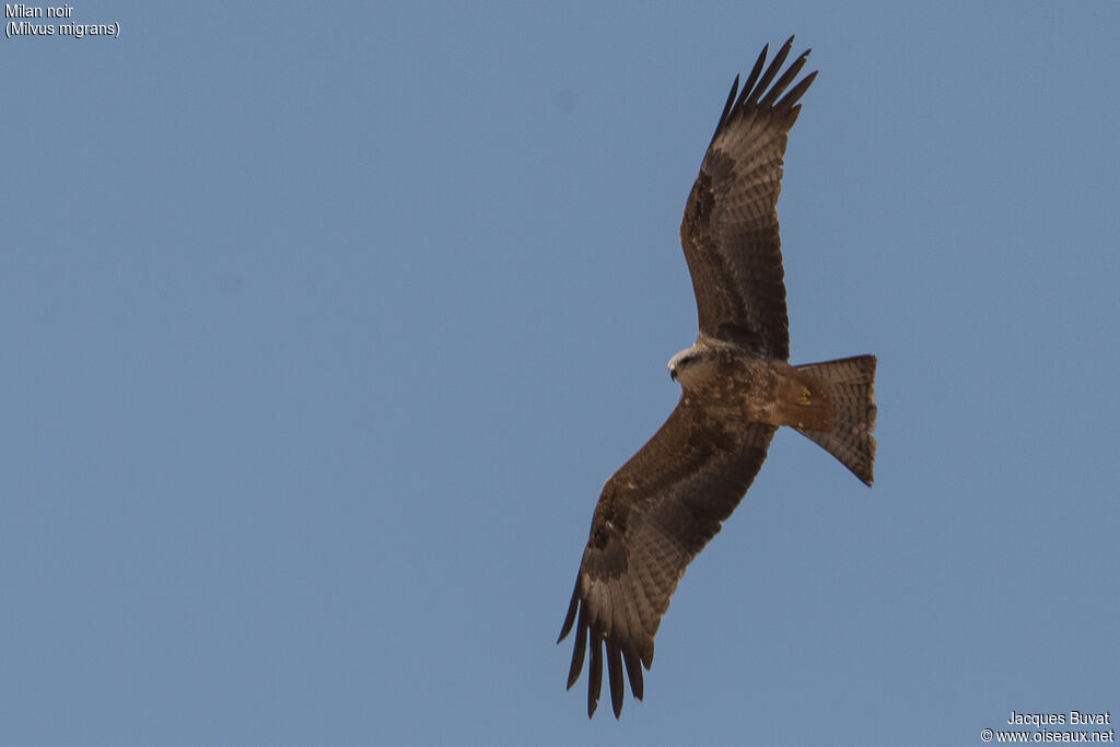 Black Kitejuvenile