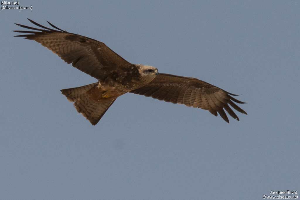 Black Kitejuvenile