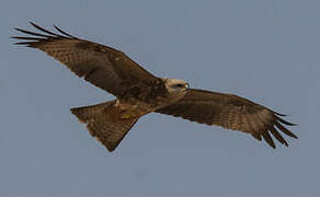 Black Kite