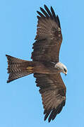 Black Kite