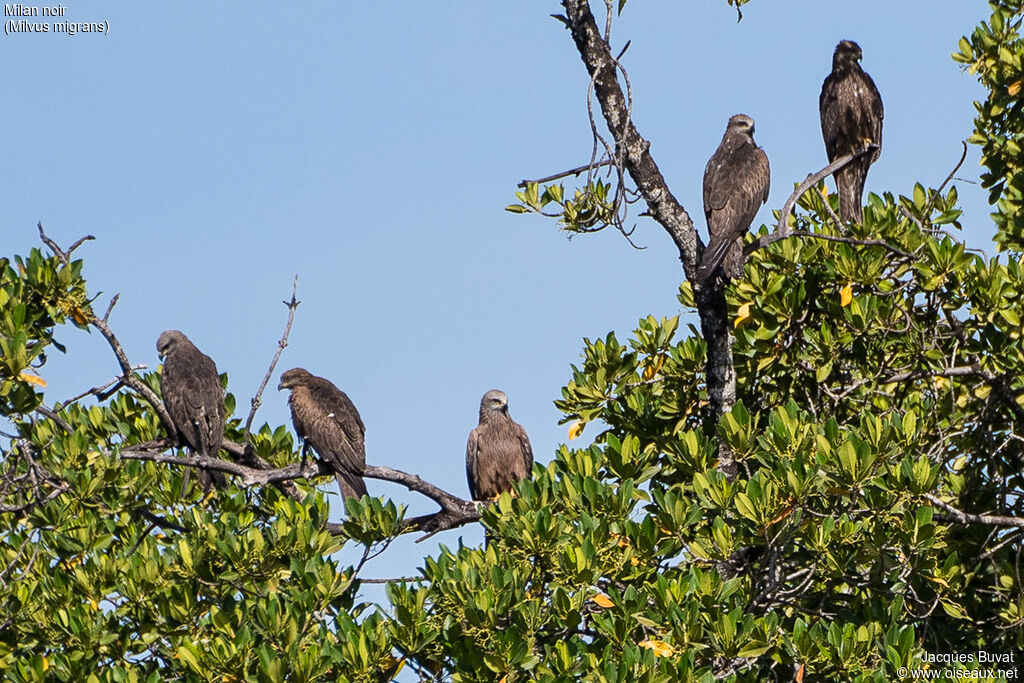 Black Kite