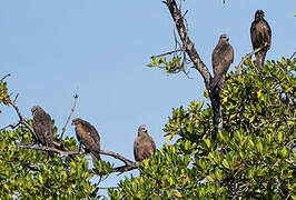 Black Kite