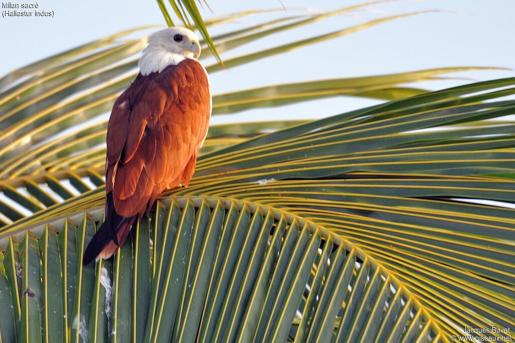 Brahminy Kiteadult