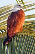 Brahminy Kite