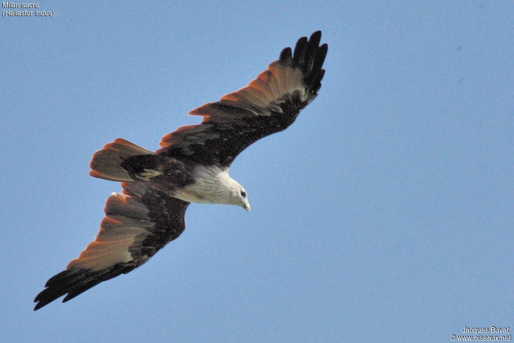 Brahminy Kiteadult