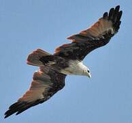 Brahminy Kite