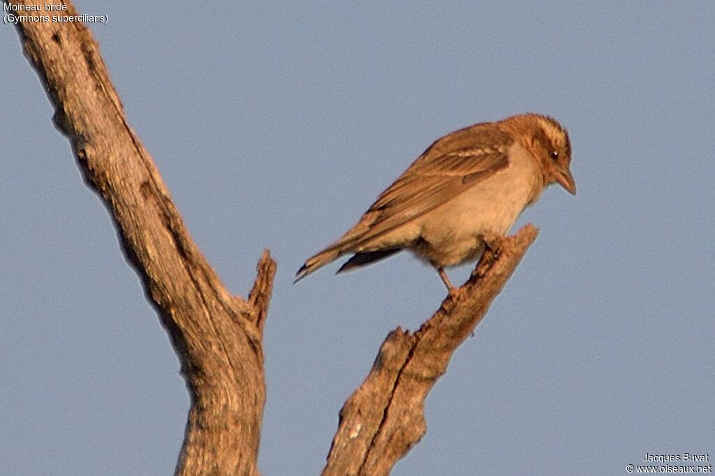 Yellow-throated Bush Sparrowadult